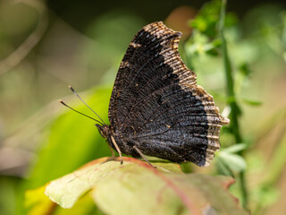 Camberwell Beauty Butterfly With Wings Closed