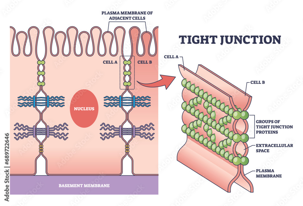 Poster tight junction as intercellular barrier between epithelial cells outline diagram. labeled educationa