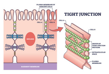 Tight junction as intercellular barrier between epithelial cells outline diagram. Labeled educational scheme with microbiological protein location to separate bowel tissue spaces vector illustration. - obrazy, fototapety, plakaty