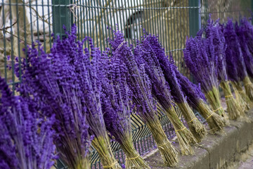 Selective focus dried bunches of lavenders bouquets. Traditional lavender flower drying