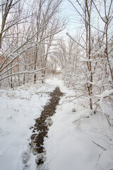 Trees are covered with snow after a snowfall. Snowy winter.