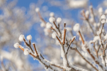 White fluffy snow covering bare tree branches close up in frost sunny winter day with clear blue sky