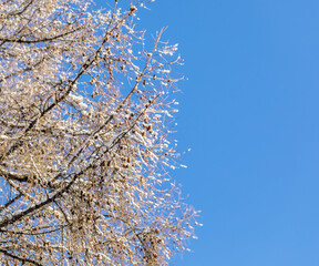 Winter snowy larch branches with cones on blue sky. Forest care, wood conservation, reforestation.