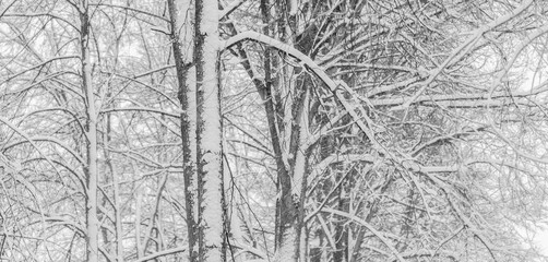 White snow on bare tree branches on frosty winter day close up as background.