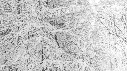 Fototapeta premium Bare trees covered by white fluffy snow in frosty winter day. Natural winter background.