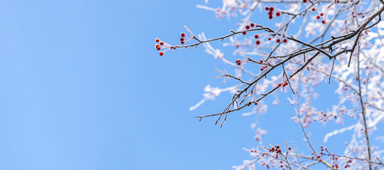 Banner. Bare wild apple tree branches with small red apples covered by snow on blue sky. Copy space.