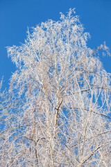 Large tall birch tree completely covered with snow frost against bright blue sky. Vertical format.