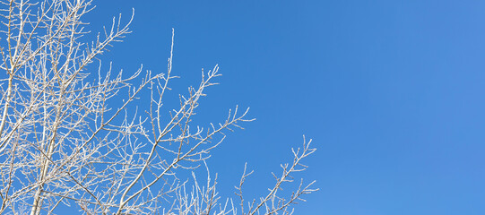 Snowbound tree branches on blue sky background. Winter or Christmas banner. Copy space.
