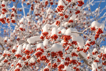 Branches of rowan tree with red berries covered by snow on bright clean winter blue sky background.