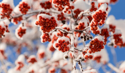 Close up bunches of red berries on branches of rowan tree covered by snow against blue sky.