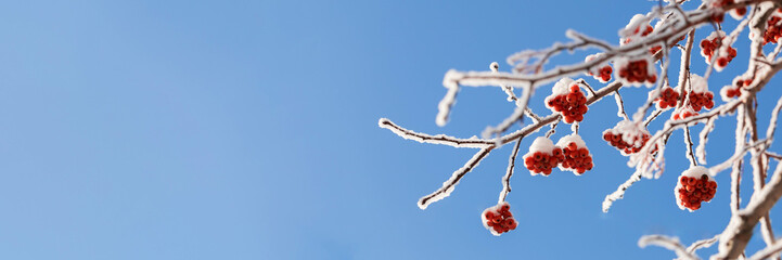 Banner with bare rowan tree branches with red berries covered by fluffy snow on blue sky background.
