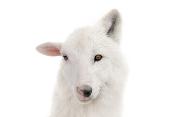 portrait wolf in sheep's clothing isolated on white background