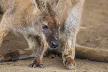 Close up The kangaroo is stay in garden