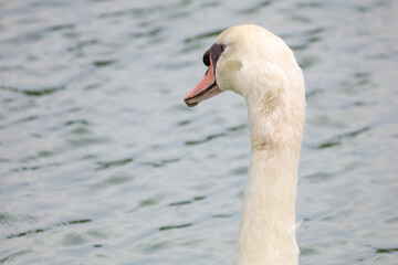 Close up White goose in river