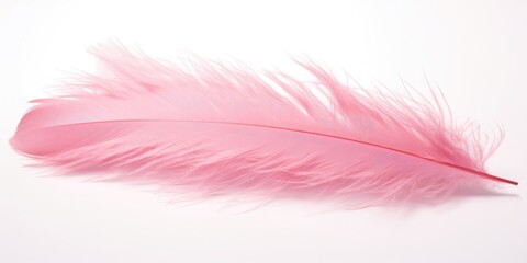 Soft Pink Feather on Isolated White Background, Beautiful Boa Feather from Cygnet Light and Fluffy Texture