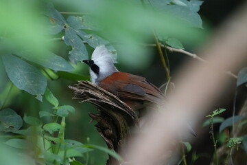 The White-crested Laughingthrush, scientifically known as Garrulax leucolophus, is a bird species belonging to the Leiothrichidae family. These birds are native to South and Southeast Asia|白冠噪鶥