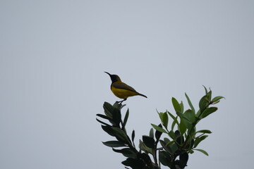 The female Olive-backed Sunbird, scientifically known as Cinnyris jugularis, is a small passerine bird found in parts of Asia, particularly in tropical and subtropical regions. |黄腹花蜜鸟