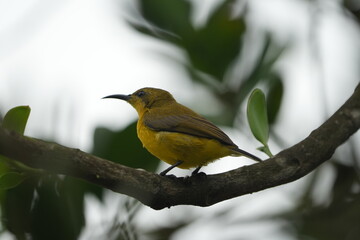 The female Olive-backed Sunbird, scientifically known as Cinnyris jugularis, is a small passerine bird found in parts of Asia, particularly in tropical and subtropical regions. |黄腹花蜜鸟