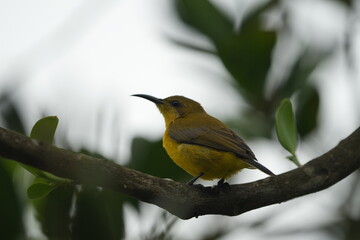 The female Olive-backed Sunbird, scientifically known as Cinnyris jugularis, is a small passerine bird found in parts of Asia, particularly in tropical and subtropical regions. |黄腹花蜜鸟