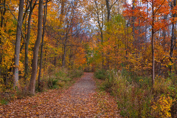 Obraz premium cool weather with fall colors