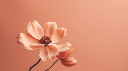 Minimal flower. Peach Fuzz color trend. Color of the Year 2024.