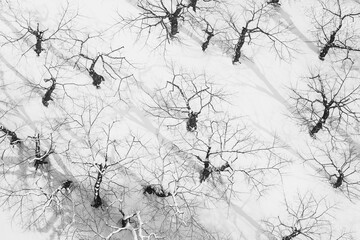 Black and white photography abstract top view of tree in winter snow