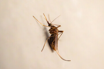 Mosquito on the wall background close up
