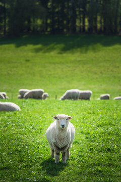 sheep looking at the camera a flock in background