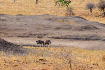 Two common ostrich (Struthio camelus) females in Tarangire National Park, Tanzania