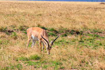 Male Impala (Aepyceros melampus) grazing in dry savannah in Serengeti National Park, Tanzania