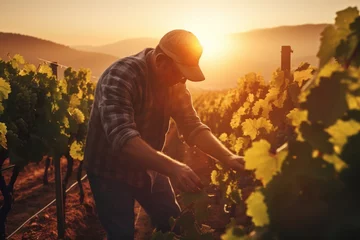 Fototapeten Man harvesting grapes in his vineyard at sunset © pilipphoto