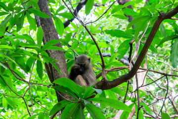 Olive baboon (Papio anubis), also called the Anubis baboon, on a tree in Lake Manyara National Park in Tanzania