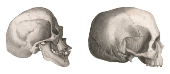 Human skull. Vintage human skull vector illustrations - obrazy, fototapety, plakaty
