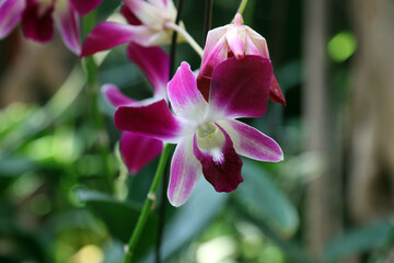 Macro image of a purple and white Dendrobium bloom, Singapore 
