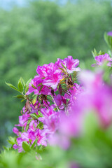 公園の生垣に咲いたピンク色のツツジ