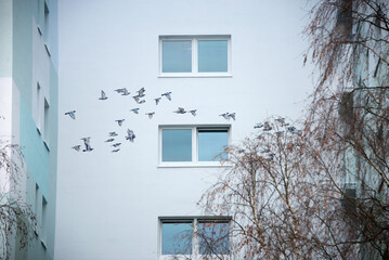 urban mural streetart graffiti at a high-rise skyscraper building in Langen, Hesse with painted flying pigeon birds in sky in silicate paint, on the wall facade with windows