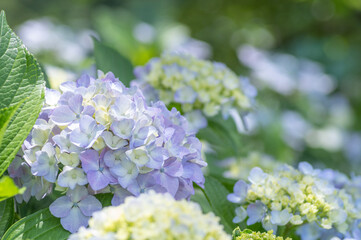 初夏に見頃を迎えた青い紫陽花