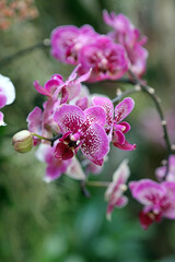 Macro image of pink and white East Indian Butterfly Plant blooms, Singapore
