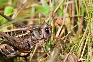 Macro photo of a dark bush-cricket's head in the grass