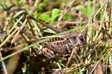 Macro photo of a dark bush-cricket's head in the grass