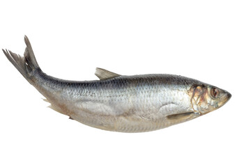 Herring fish isolated on a white background
