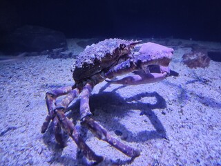 crab on the beach