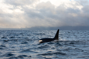 Orca (killer whale) swimming in the cold waters on Tromso, Norway.