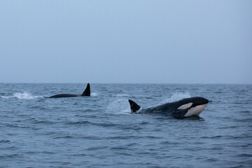 Obraz premium Orca (killer whale) swimming in the cold waters on Tromso, Norway.