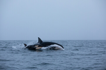 Fototapeta premium Orca (killer whale) swimming in the cold waters on Tromso, Norway.