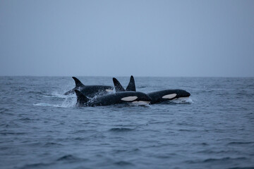 Fototapeta premium Orca (killer whale) swimming in the cold waters on Tromso, Norway.
