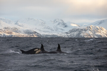 Fototapeta premium Orca (killer whale) swimming in the cold waters on Tromso, Norway.