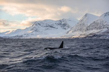 Orca (killer whale) swimming in the cold waters on Tromso, Norway. - 689735244