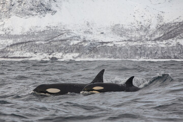 Orca (killer whale) swimming in the cold waters on Tromso, Norway.