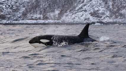Orca (killer whale) swimming in the cold waters on Tromso, Norway.